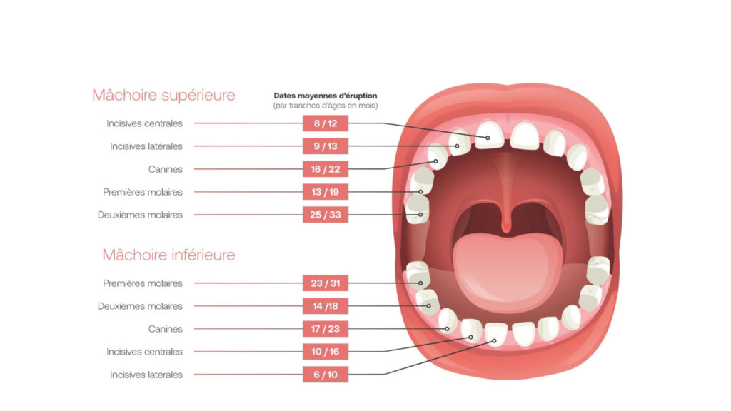 L’hygiène bucco dentaire : description de la bouche et des dates d'apparition des dents
